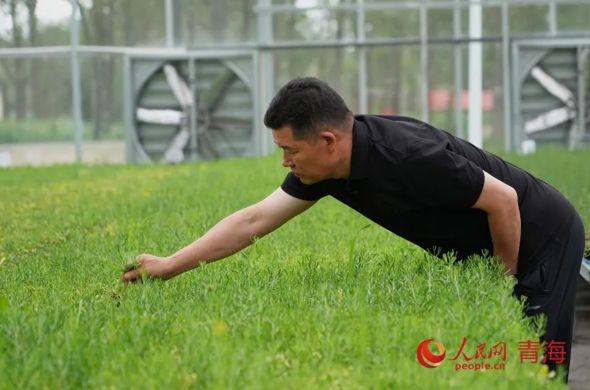 青海沙珠玉：精准治沙 复绿惠民