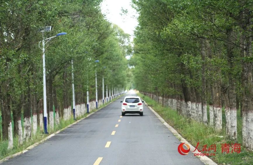 沙珠玉的林荫路。人民网记者 甘海琼摄