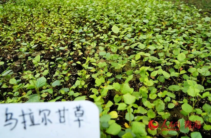 治沙试验站的沙生植物苗。人民网记者 甘海琼摄
