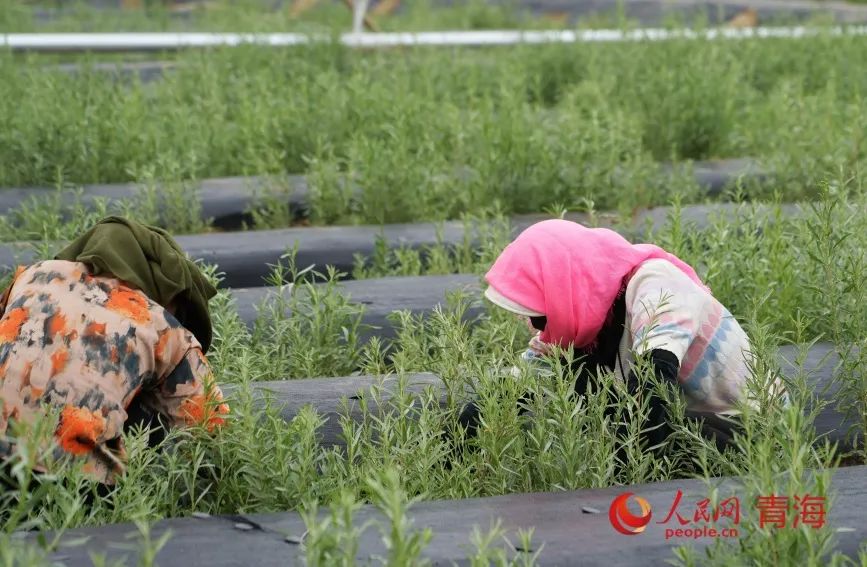 工人在试种的沙生植物苗圃中除草。人民网记者 甘海琼摄