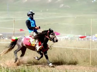 赛马盛会激活“赛事+文旅”奏响青海湖畔旅游欢歌