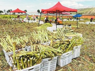 【乡村振兴在海南】风拂新街菜满园冷凉产业富乡邻