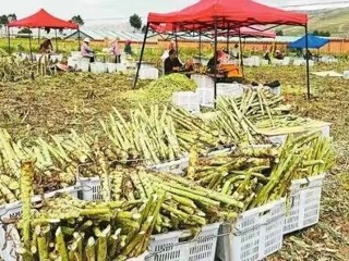 【乡村振兴在海南】风拂新街菜满园冷凉产业富乡邻