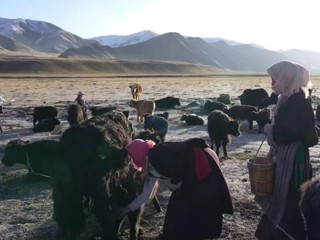 【乡村振兴在海南】雪山之花绽放高原 奶香产业结出硕果 岗日梅朵 以“牦牛奶”托起牧民“致富梦”