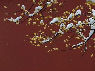 今日小寒，要做这些事！