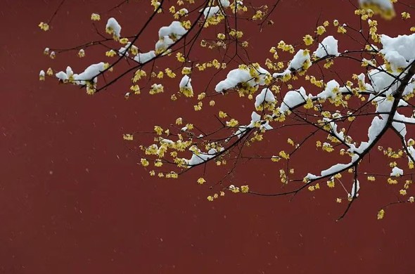 今日小寒，要做这些事！