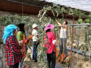 【乡村振兴在海南】设施产业赋能 海南州高原臻品香飘四海