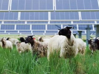 【新时代 新征程 新伟业】海南州： 光伏板间的“羊”关大道