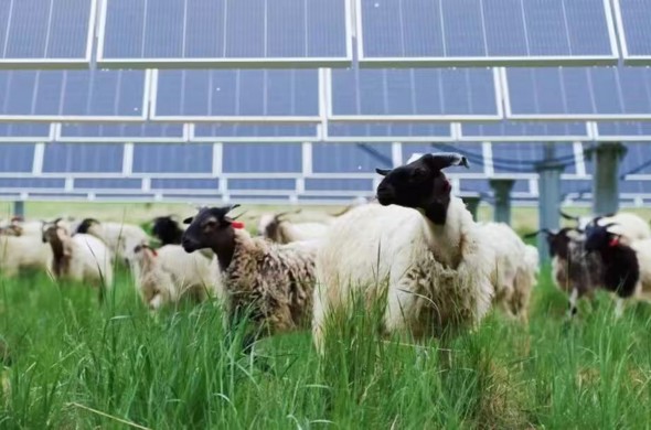 【新时代 新征程 新伟业】海南州： 光伏板间的“羊”关大道