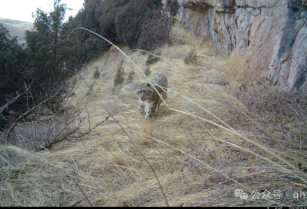 亚成体雪豹现身青海湖
