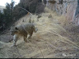 亚成体雪豹现身青海湖