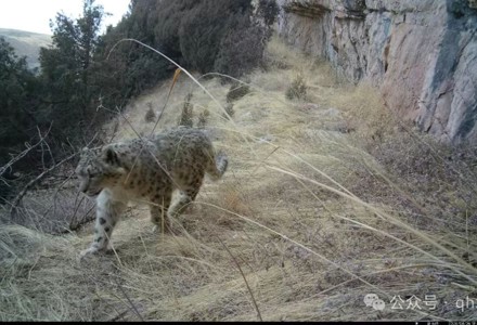亚成体雪豹现身青海湖