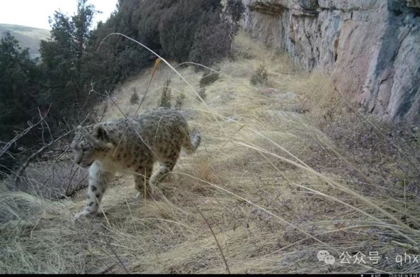 亚成体雪豹现身青海湖