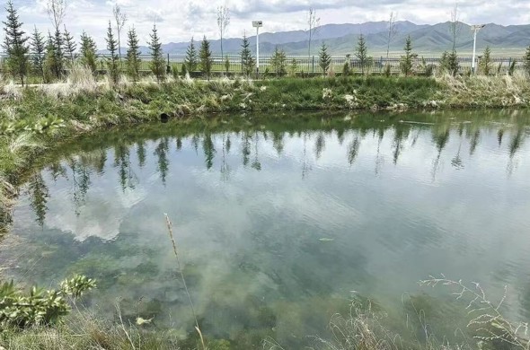 【守护绿色·生态海南】青海湖之南的绿色守望
